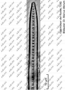Bacillaria paxillifera (O.F.Müller) Hendey